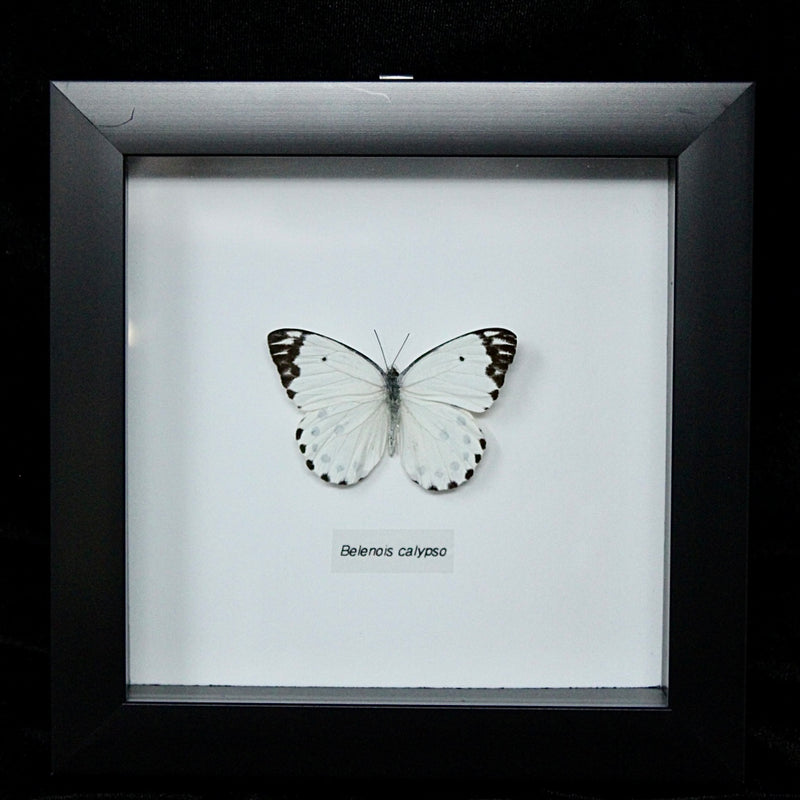 Calypso White Butterfly in Frame