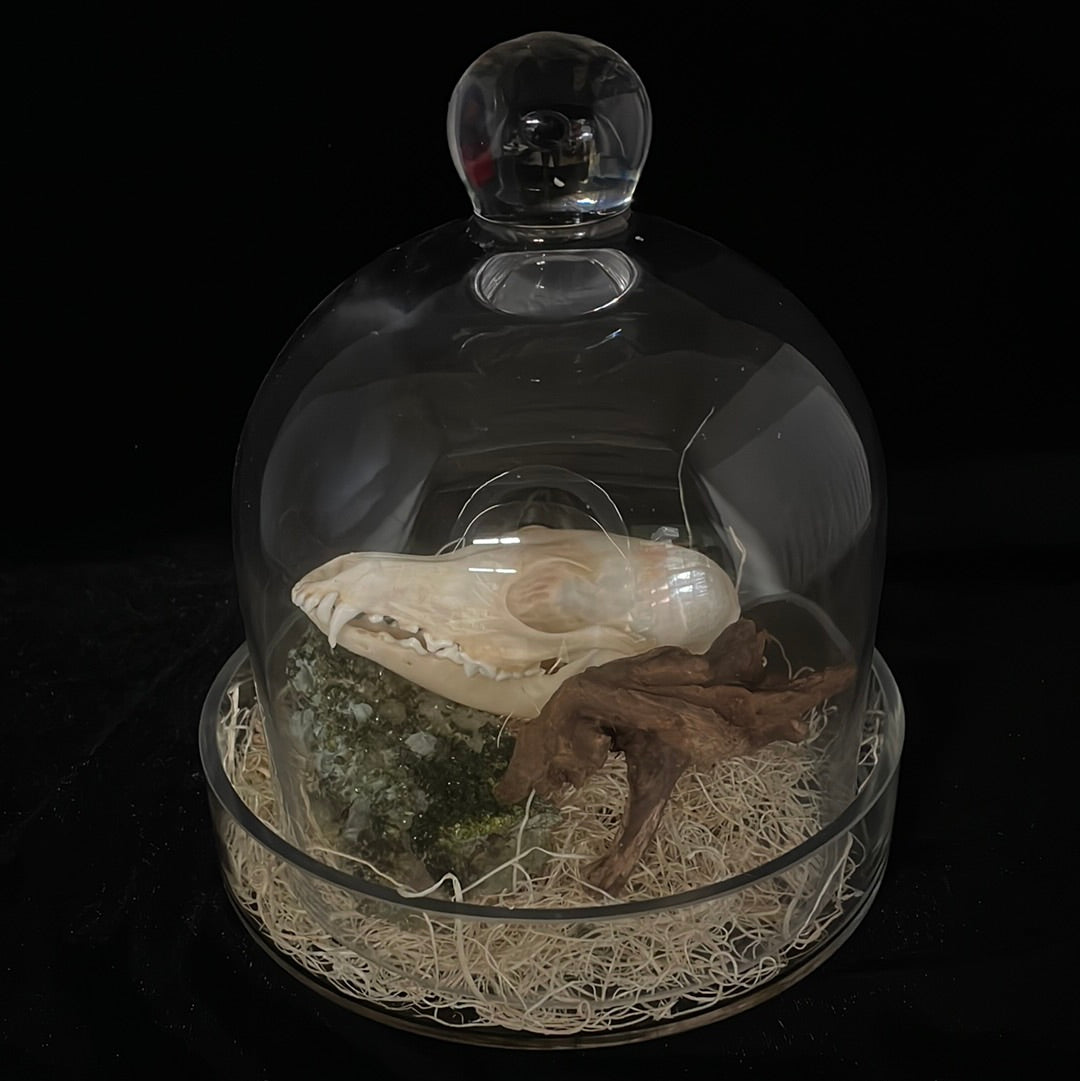 Kit Fox Skull Display in Bell Jar