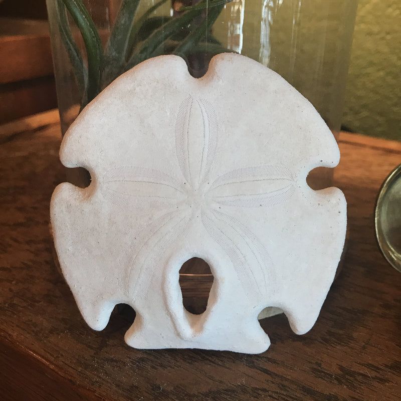 Mexican Keyhole Sand Dollar Shell - Curious Nature