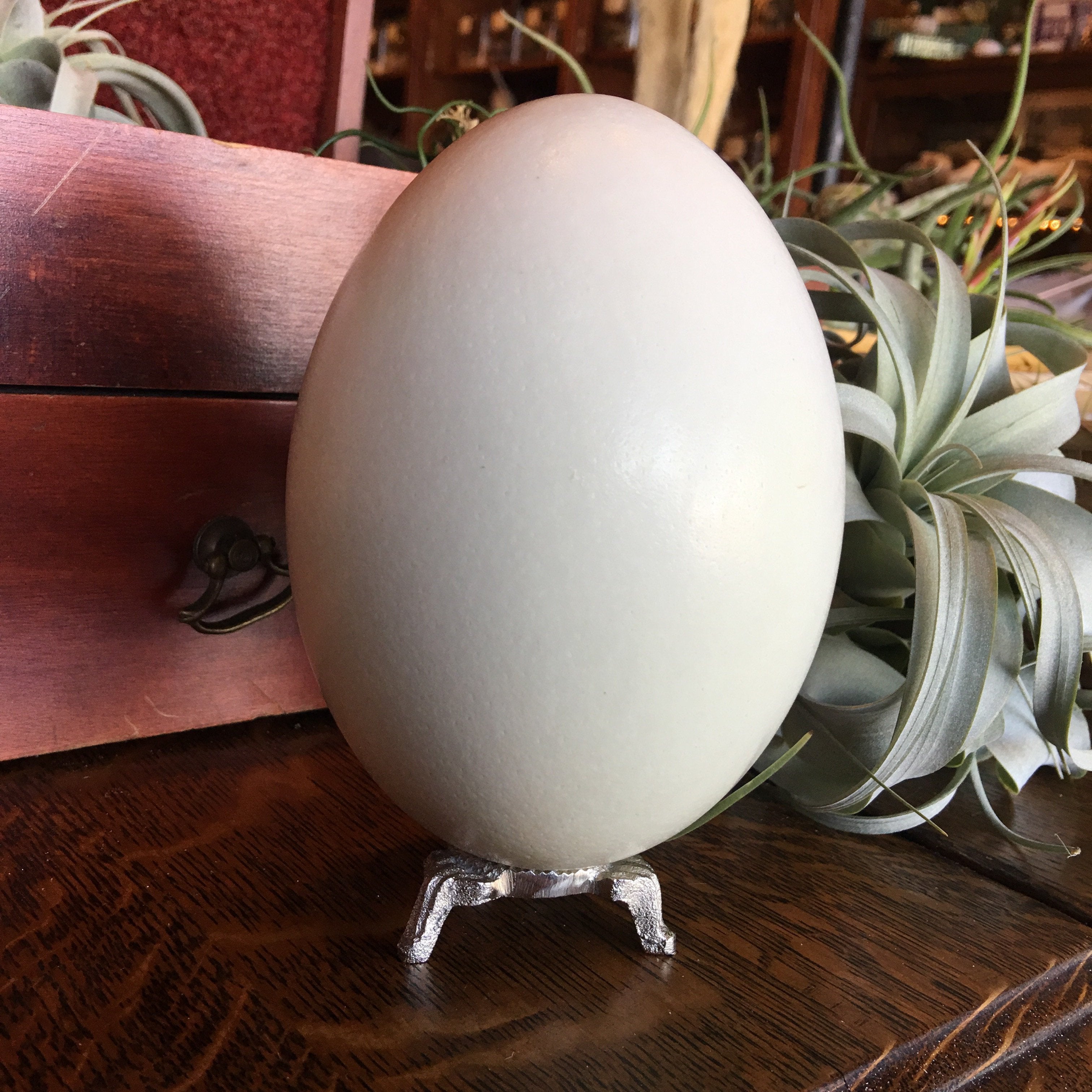 rhea bird eggs