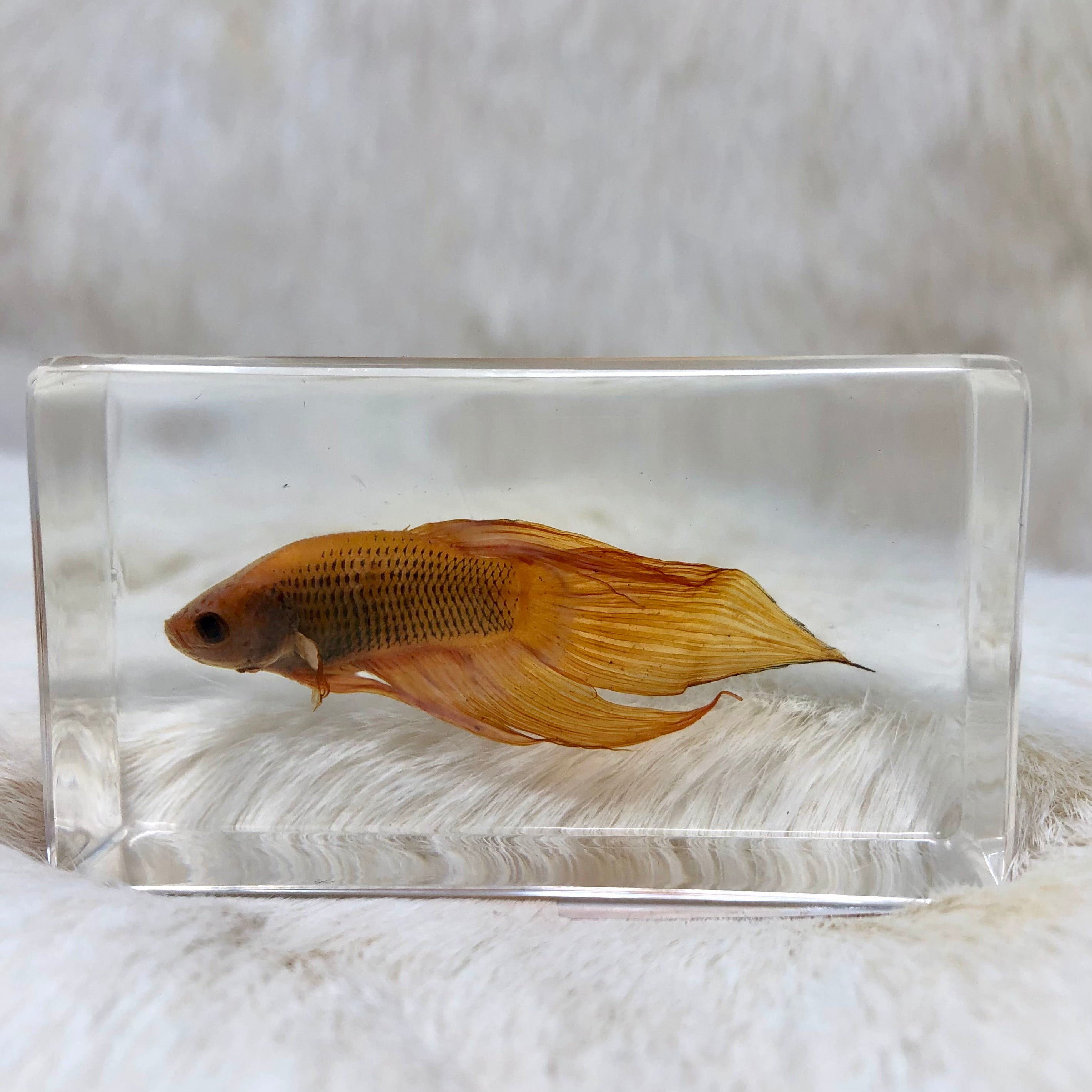 Green Skirt Tetra (Goldfish) Paperweight