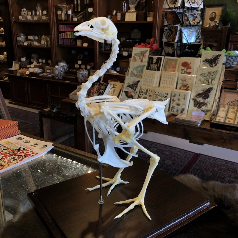 Chicken Skeleton in Acrylic Case - Curious Nature