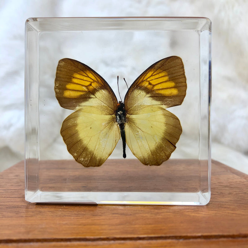 Yellow Orange Tip Butterfly Paperweight