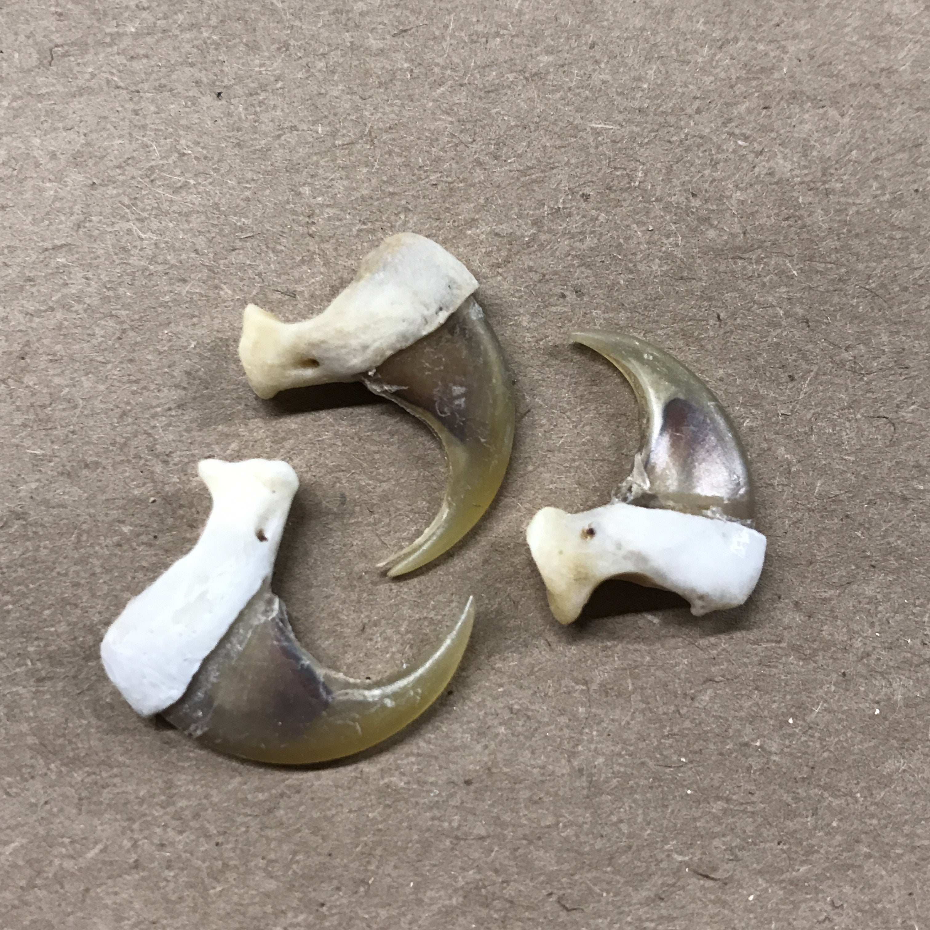 Bobcat Claw, image size:3024x3024