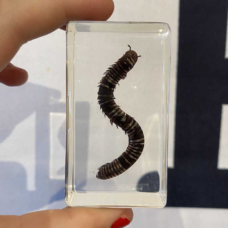 Millipede Paperweight - Curious Nature