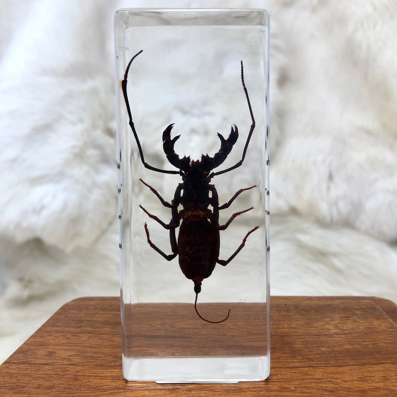 Whip Scorpion Paperweight