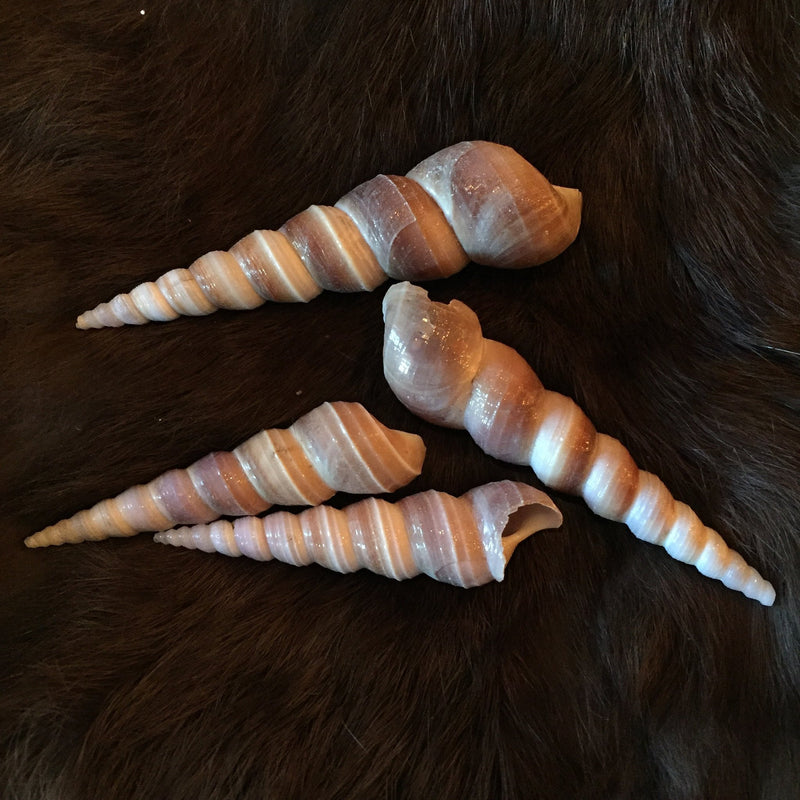 Brown Turretella Shell - Curious Nature