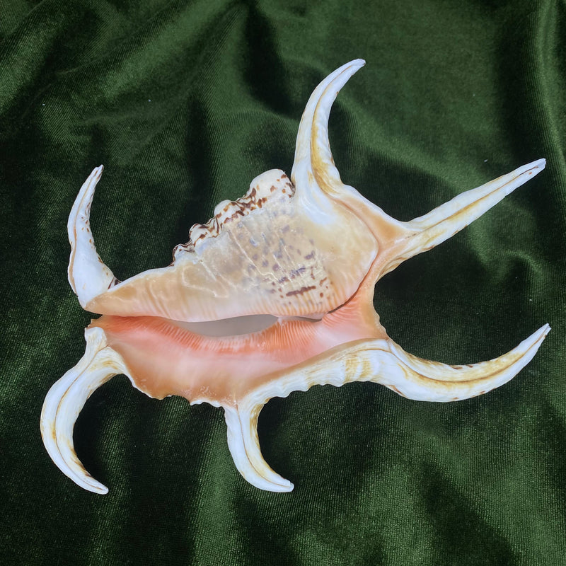 Chiragra Spider Conch Shell