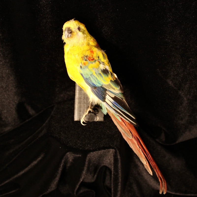 Opaline Red-Rump Parakeet Taxidermy