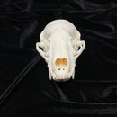 Badger Skull