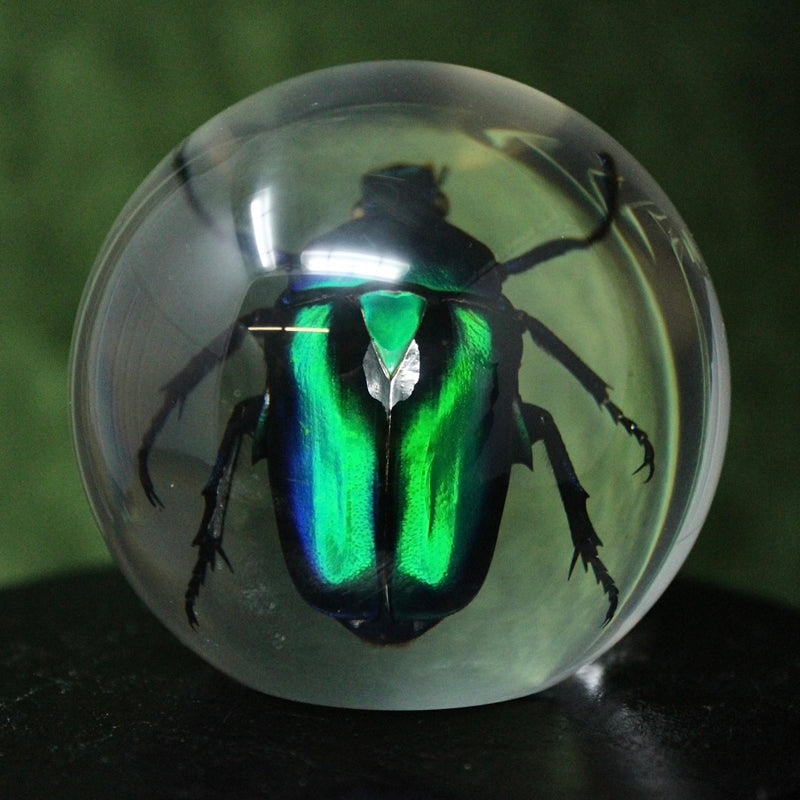 Green Chafer Beetle Globe Paperweight