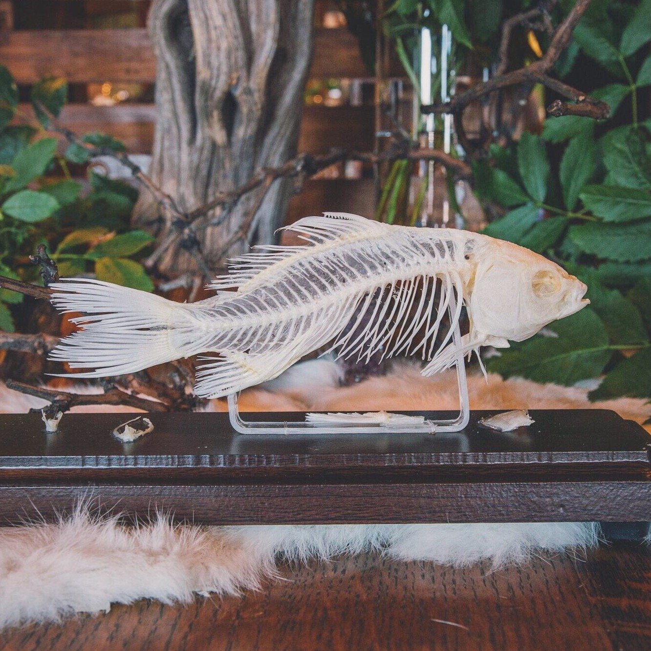 Articulated Fish Skeleton