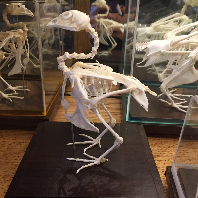Articulated Quail Skeleton - Curious Nature