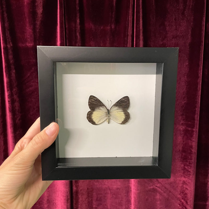 Black and White Butterfly in Frame