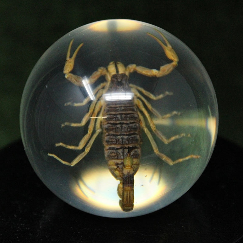 Golden Scorpion Globe Paperweight
