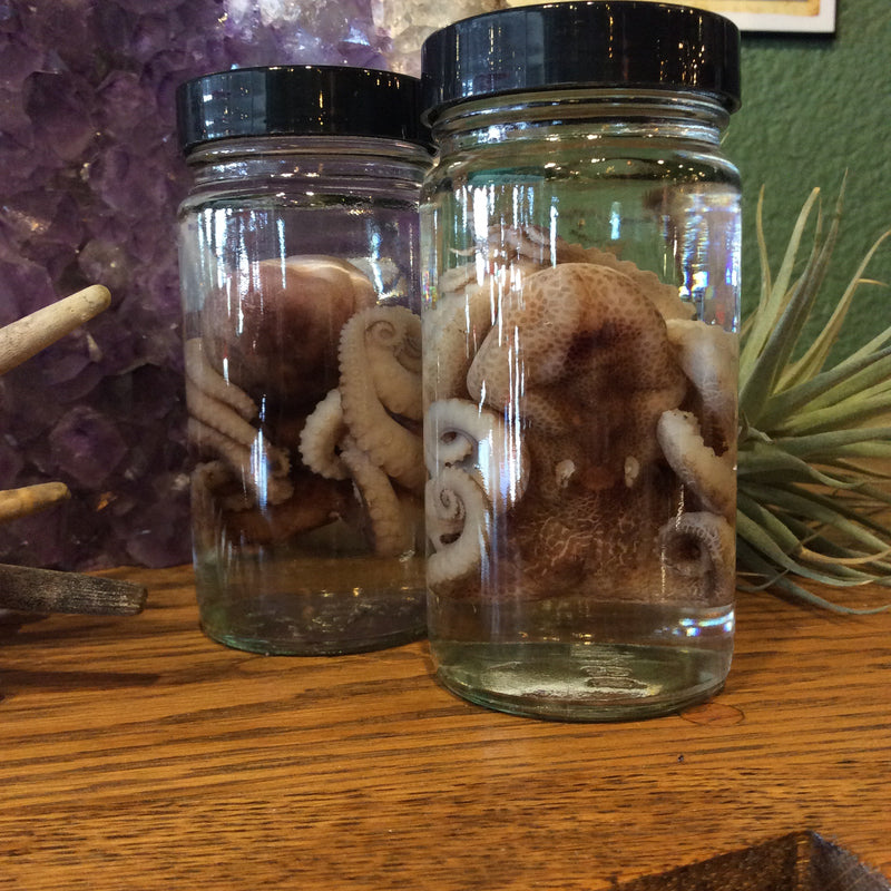 Octopus Wet Specimen