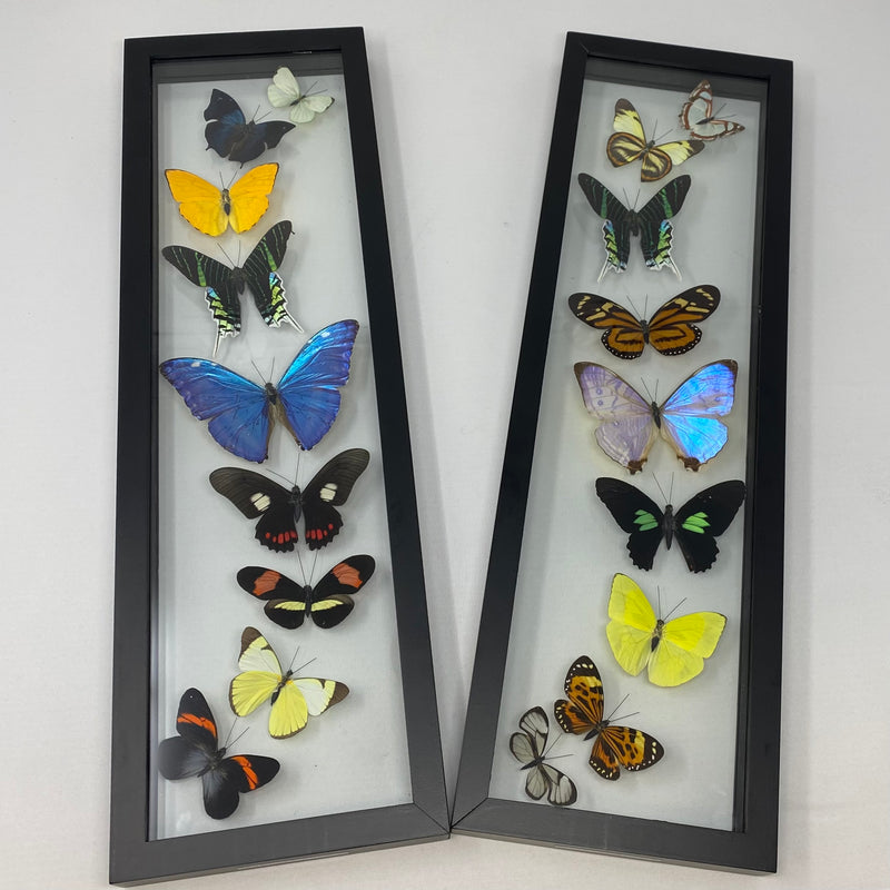 9 Assorted Butterflies/Moths in Double Glass 5" x 18" Frame