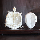 Articulated Turtle Skeleton Bone Shell - Curious Nature