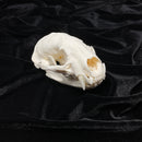 Badger Skull