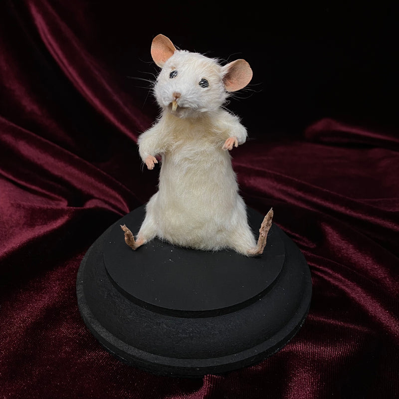 Taxidermy Mice
