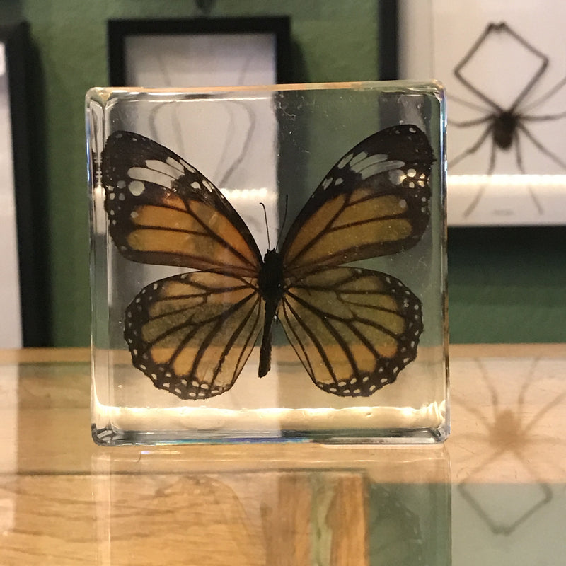 Common Tiger Butterfly Paperweight - Curious Nature