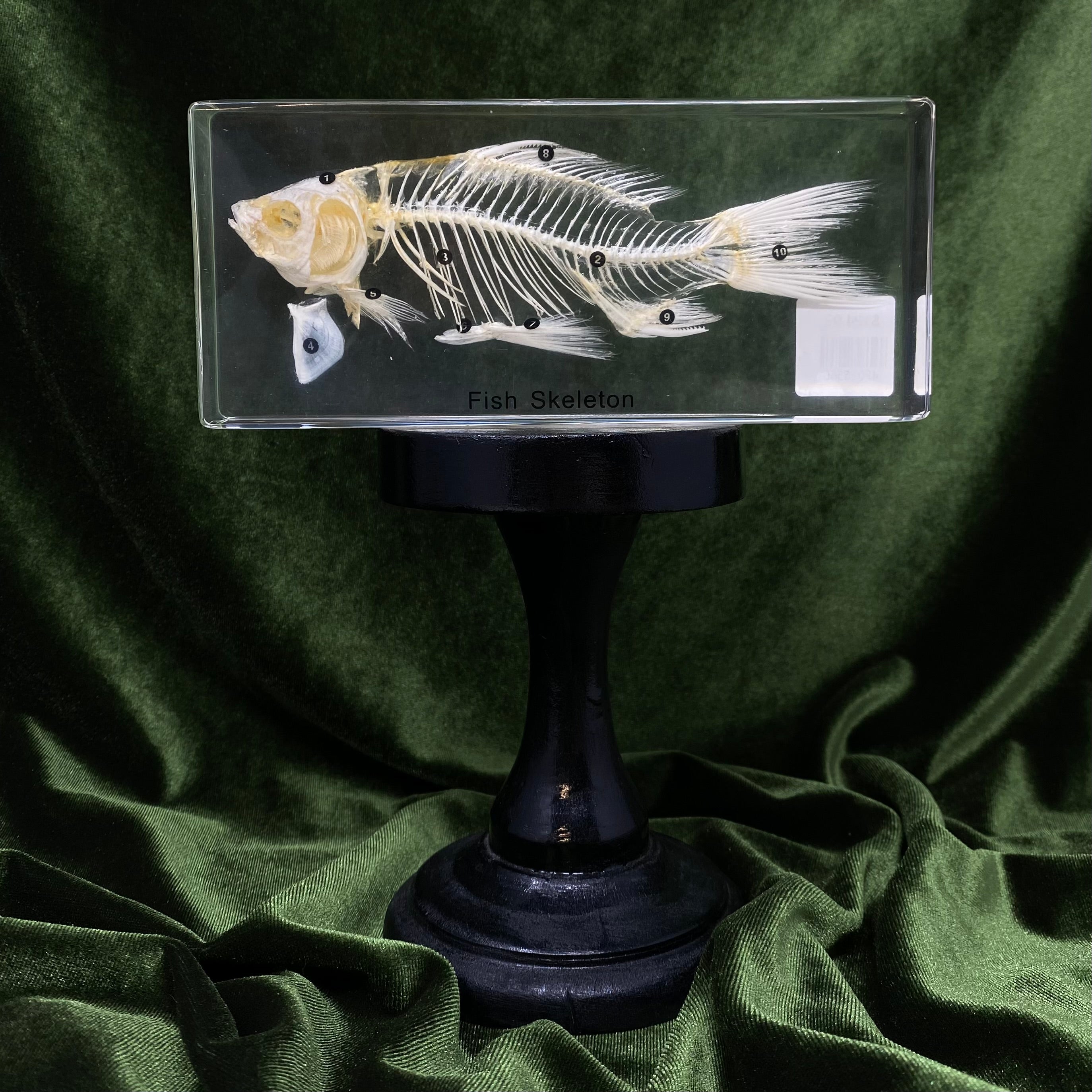 Fish Skeleton Paperweight