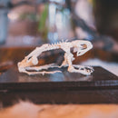 Articulated Toad Skeleton - Curious Nature