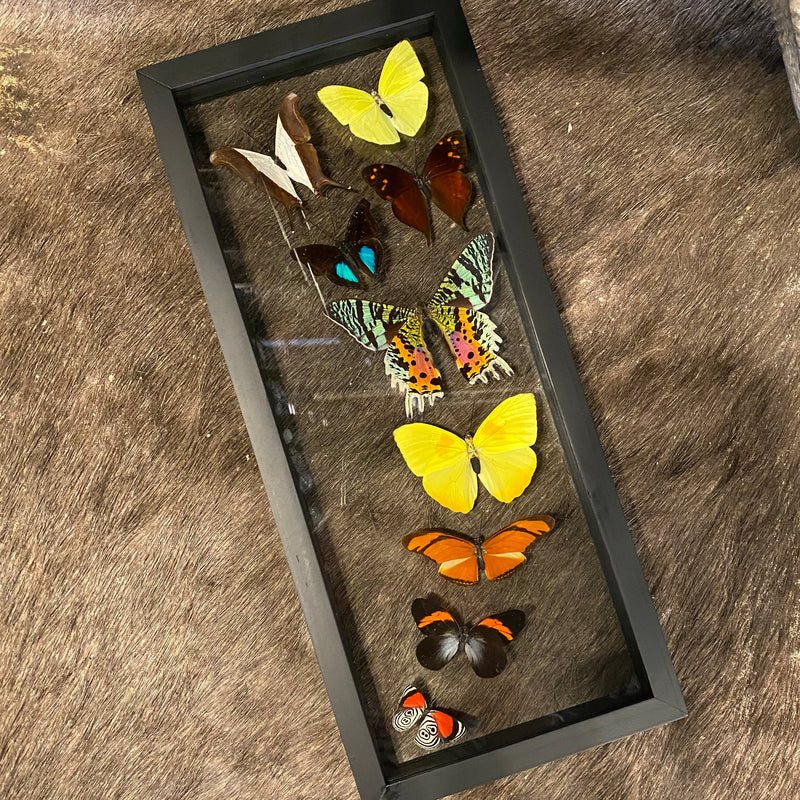 9 Assorted Butterflies in Double Glass 6" x 15" Frame