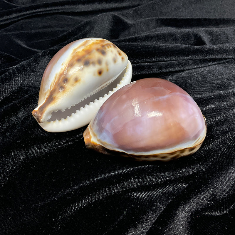 Purple Top Tiger Cowrie Shell