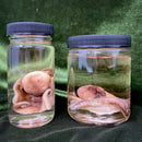 Octopus Wet Specimen