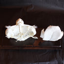 Articulated Turtle Skeleton Bone Shell - Curious Nature