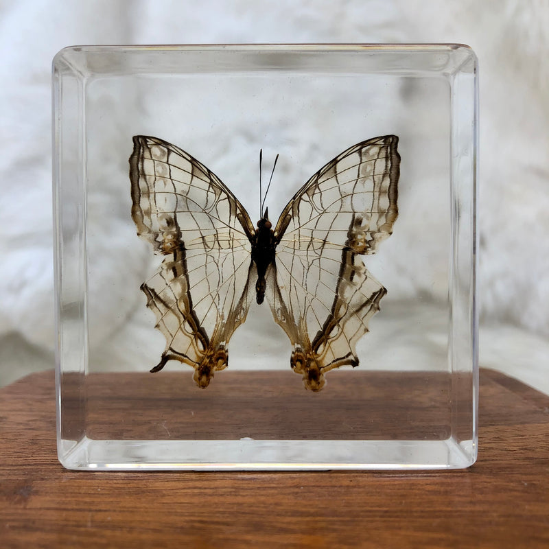 Common Mapwing Butterfly Paperweight