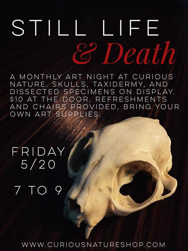 Still Life & Death Art Night - Curious Nature