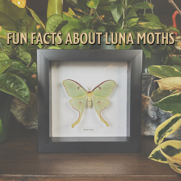 Fun Facts About Luna Moths!