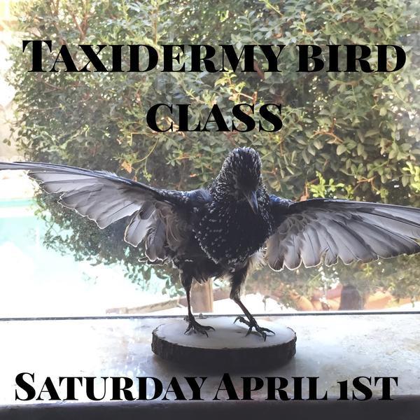 Upcoming Taxidermy Classes - Curious Nature