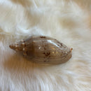 Bat Volute Shell