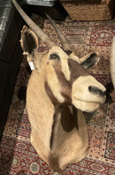 Oryx Taxidermy Mount