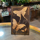 Paper 'Lore' Moth Set