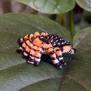 Mini Ceramic Tarantula Figurine