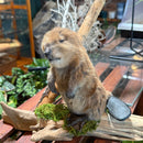 Standing Baby Beaver Taxidermy Mount