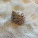 Troca Maculata Polished Shell