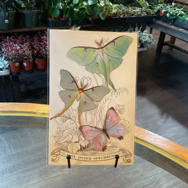 Paper Luna Moth Set