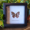 Western Red Charaxes Butterfly in Frame