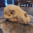 Black Bear Skull