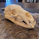 Black Bear Skull