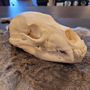 Black Bear Skull