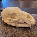 Black Bear Skull