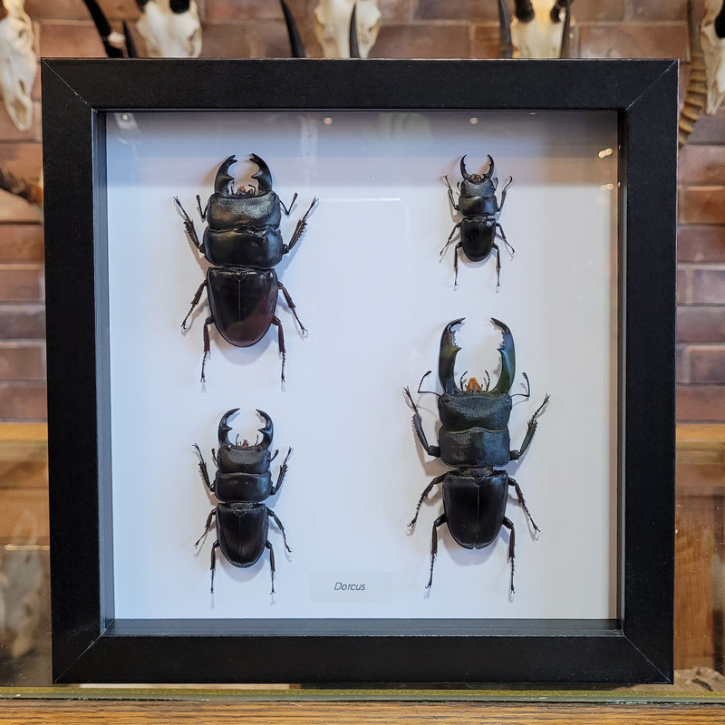 Dorcus Beetle Collection in Frame