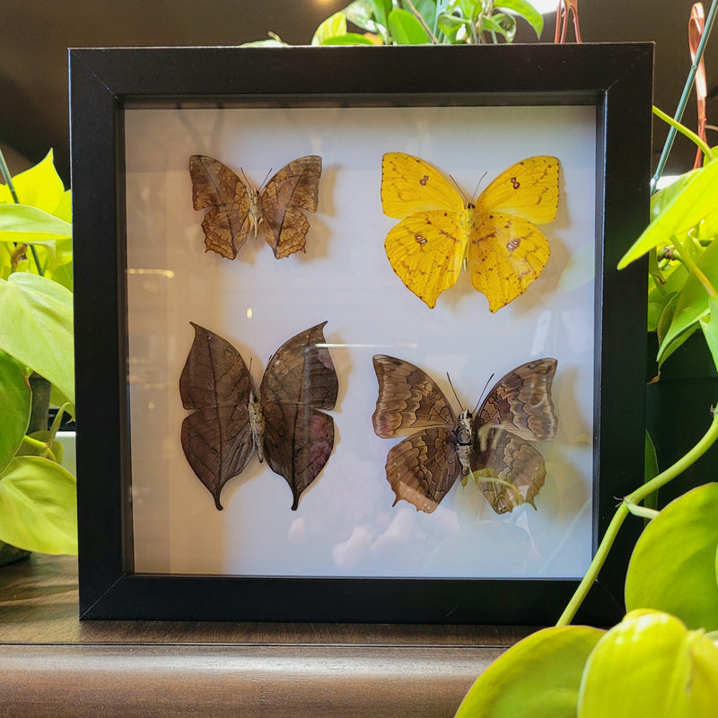 Leaf Butterfly Collection in Frame