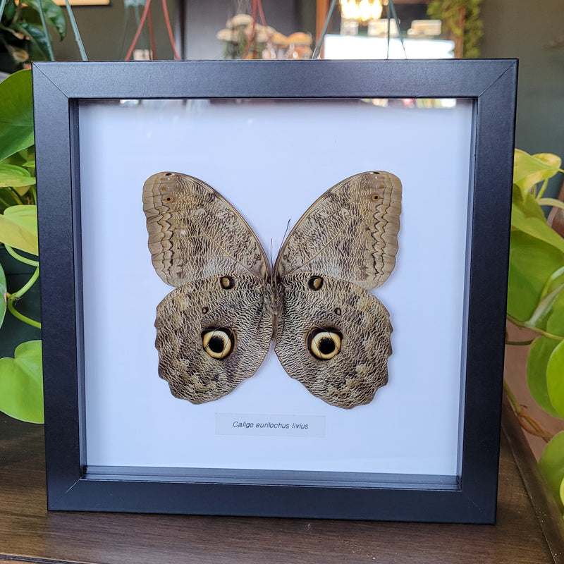 Owl Butterfly in Frame